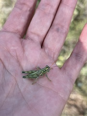 Campylacantha olivacea