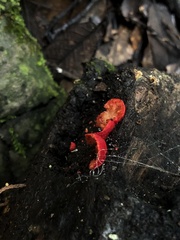 Crepidotus cinnabarinus