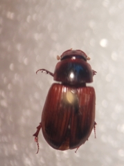 Aphodius