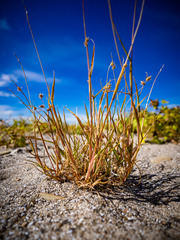 Cenchrus longispinus