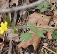 Ranunculus hispidus