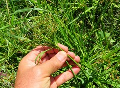 Cyperus sphaerospermus