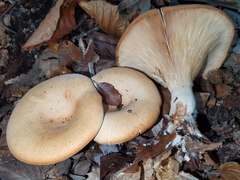 Paralepista flaccida