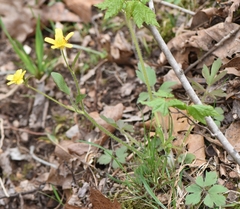 Ranunculus hispidus