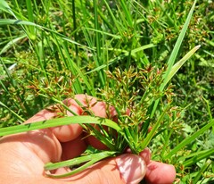 Cyperus sphaerospermus