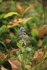 Ajuga reptans