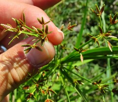 Cyperus sphaerospermus