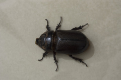 Oryctes rhinoceros