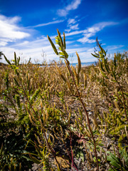 Polanisia dodecandra