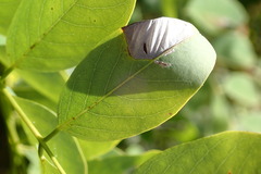 Macrosaccus robiniella