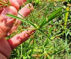 Cyperus sphaerospermus