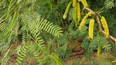 Prosopis glandulosa