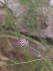 Palafoxia linearis