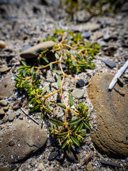 Euphorbia polygonifolia