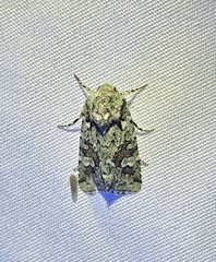 Lacinipolia laudabilis