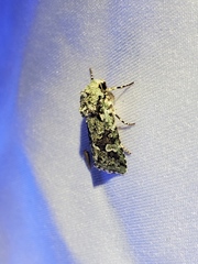 Lacinipolia laudabilis