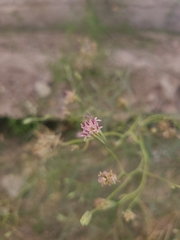 Palafoxia linearis