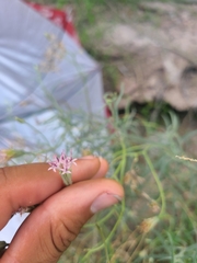 Palafoxia linearis