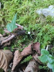 Hemimycena