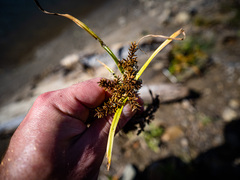 Cyperus erythrorhizos