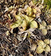 Erythranthe primuloides