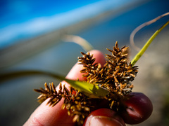 Cyperus erythrorhizos