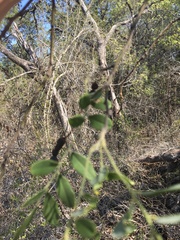 Styphnolobium affine