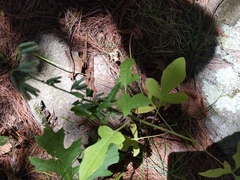 Nabalus serpentarius