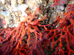 Corallium rubrum