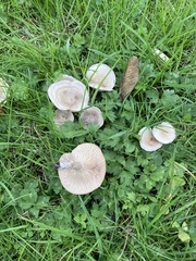 Clitocybe rivulosa