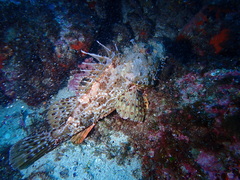 Scorpaena scrofa