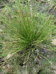 Eleocharis