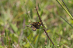 Taractrocera ceramas