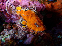 Scorpaena scrofa