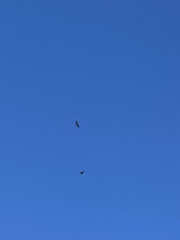 Buteo buteo