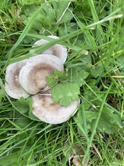 Clitocybe rivulosa