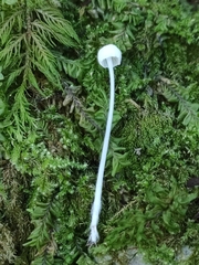 Hemimycena