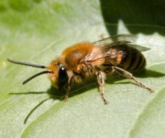 Colletes