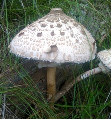 Macrolepiota mastoidea