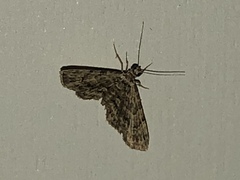 Gymnoscelis holocapna