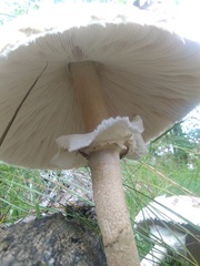 Macrolepiota mastoidea