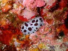 Peltodoris atromaculata