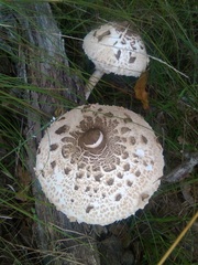 Macrolepiota mastoidea