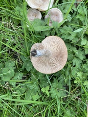 Clitocybe rivulosa