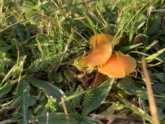 Hygrocybe ceracea