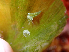 Elysia viridis