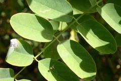 Macrosaccus robiniella