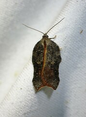 Acleris effractana