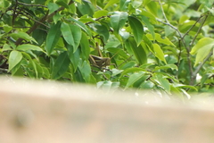 Schistocerca flavofasciata