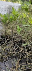 Rhizophora mangle